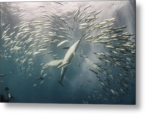 Mp Metal Print featuring the photograph Dolphins Hunting Sardines by Pete Oxford
