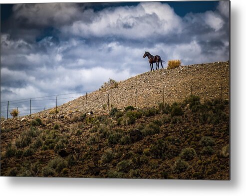 Stallion Metal Print featuring the photograph Don't Fence Me In by Janis Knight