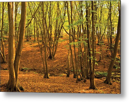 Autumn Landscape Metal Print featuring the photograph Donyland Woods by David Davies