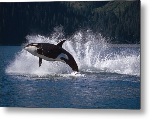 Hall Metal Print featuring the photograph Double Breaching Orcas Bainbridge by Calvin Hall