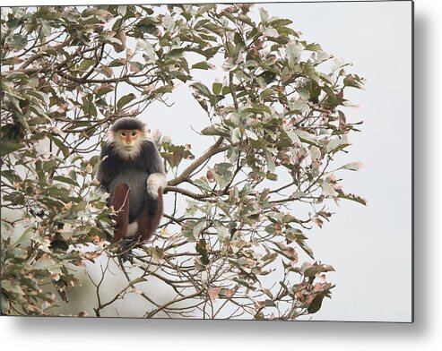 Cyril Ruoso Metal Print featuring the photograph Douc Langur Female Vietnam by Cyril Ruoso