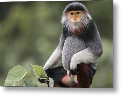 Cyril Ruoso Metal Print featuring the photograph Douc Langur Male Vietnam by Cyril Ruoso