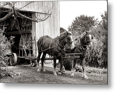 Draught Metal Print featuring the photograph Draft Horses at Work by Olivier Le Queinec