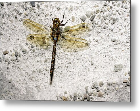 Insect Metal Print featuring the photograph Dragonfly by Dr Morley Read/science Photo Library