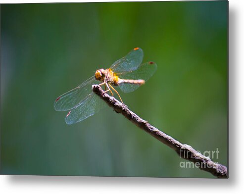 Dragonfly Metal Print featuring the photograph Dragonfly in the Sun by CJ Benson