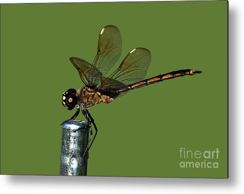 Dragonfly Metal Print featuring the photograph Dragonfly by Meg Rousher