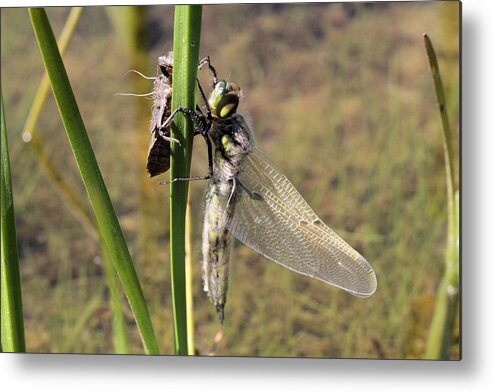 Four-spotted Skimmer Metal Print featuring the photograph Dragonfly newly emerged - second in series by Doris Potter