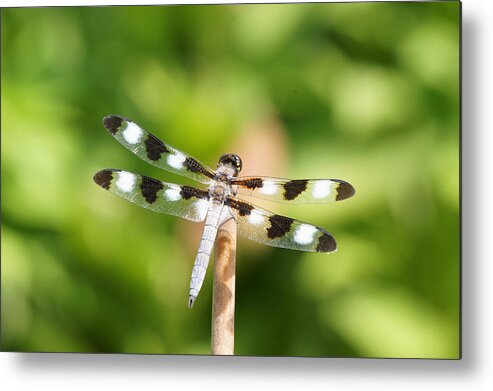 Twelve-spotted Skipper Metal Print featuring the photograph Dragonfly On A Stick by Robert E Alter Reflections of Infinity