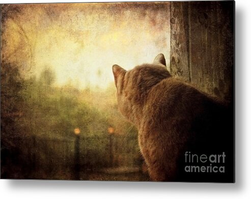 Cat Metal Print featuring the photograph Dreamer by Ellen Cotton