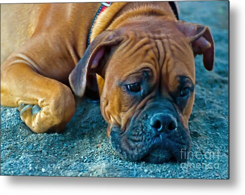 Dog Metal Print featuring the photograph Dreaming Boxer by PatriZio M Busnel