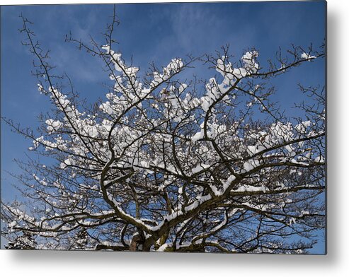 Snow Covered Metal Print featuring the photograph Dreaming of a White Christmas by Georgia Mizuleva