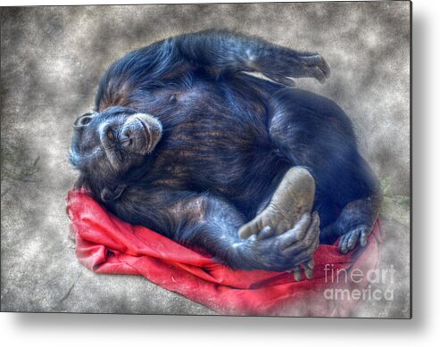 Landscape Metal Print featuring the photograph Dreaming of Bananas Chimpanzee by Peggy Franz