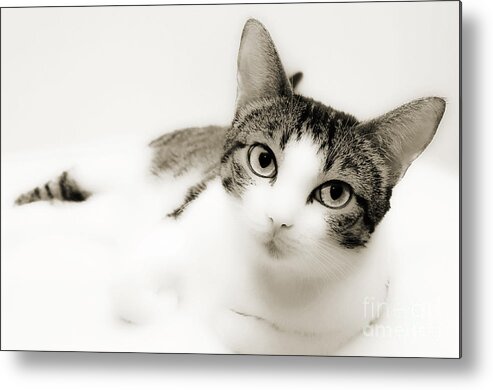 Cat Metal Print featuring the photograph Dreamy Cat 2 by Andee Design