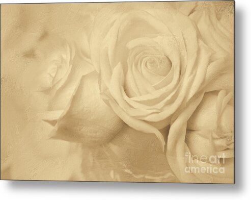 White Roses Metal Print featuring the digital art Dreamy Roses by Jayne Carney