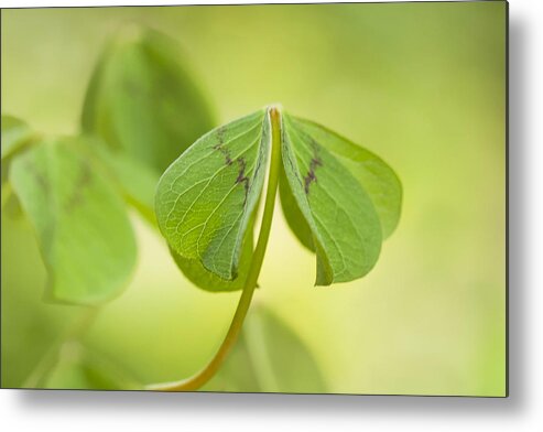 Oxalis Metal Print featuring the photograph Dressed Up by Marilyn Cornwell