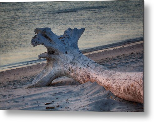 Bay Metal Print featuring the photograph Driftwood at Dawn 1 by Leah Palmer