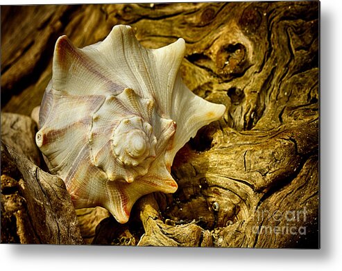 Shells Metal Print featuring the photograph Driftwood Whelk 4 Botany Bay by Carrie Cranwill