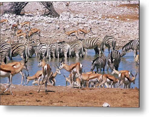 Gazella Thomsoni Metal Print featuring the photograph Drinking At A Waterhole by Sinclair Stammers/science Photo Library