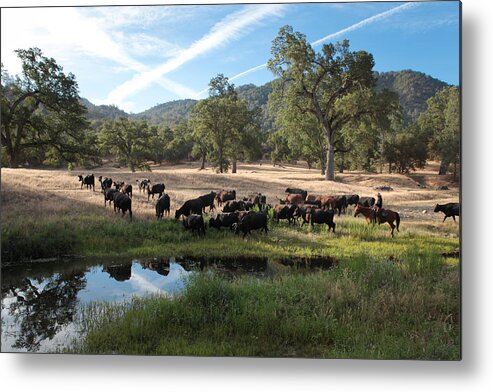 Cattle Drive 2013 Metal Print featuring the photograph Drivin' Cattle by Diane Bohna
