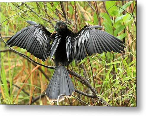 Anhinga Metal Print featuring the photograph Drying In The Wind by Adam Jewell