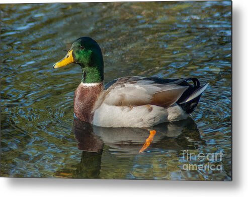 Mallard Duck Metal Print featuring the photograph Duck Call by Dale Powell