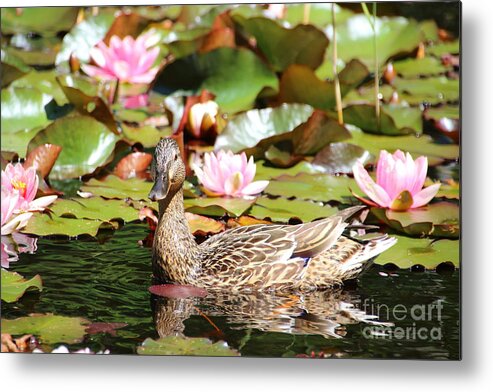 Lilies Metal Print featuring the photograph Duck in the Water Lilies by Amanda Mohler