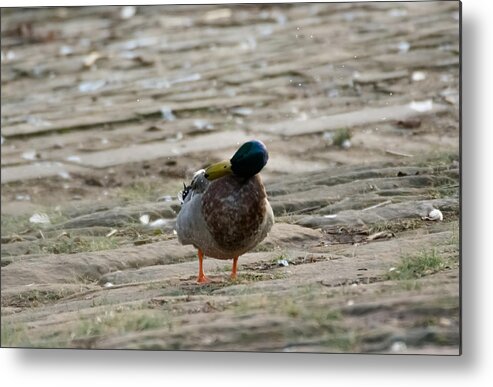 Duck Metal Print featuring the photograph Duck Shakes It Off by Holden The Moment