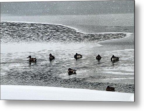 Mallards Metal Print featuring the photograph Ducks in Open Water by Jacqui Binford-Bell