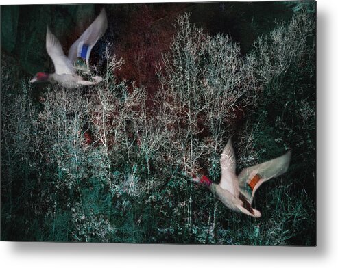 Trees Metal Print featuring the photograph Ducks in Trees West Fork NUmber Two by Bob Coates