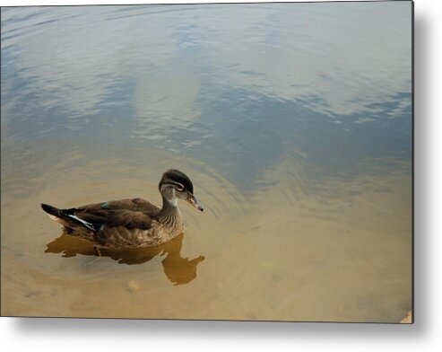 Duck Metal Print featuring the photograph Ducky Two by Barbara Dean