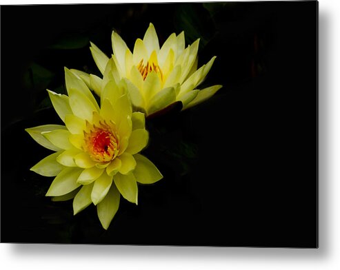 Water Lily Metal Print featuring the photograph Duo by Rebecca Cozart