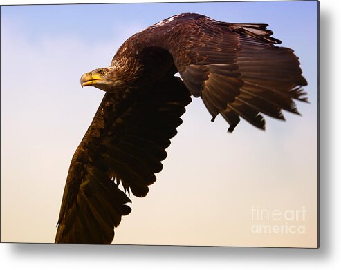 Eagle Metal Print featuring the photograph Eagle in flight by Nick Biemans