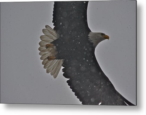 Bald Eagle In Snow Photographs Metal Print featuring the photograph Eagle in snow - 4 by Hisao Mogi