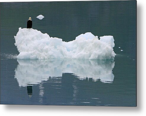 Eagle Metal Print featuring the photograph Eagle on Ice by Shoal Hollingsworth