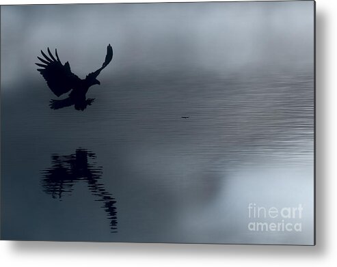 Eagle Metal Print featuring the photograph Early morning hunt by Dan Friend