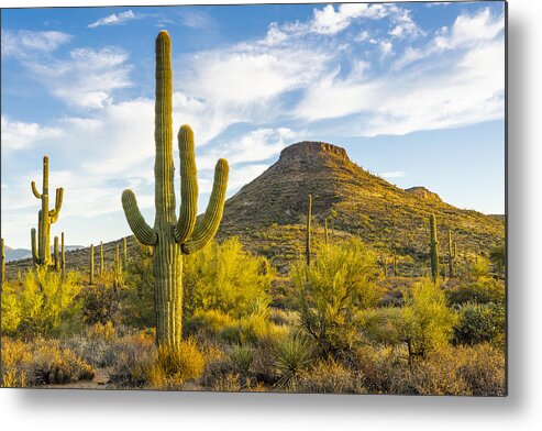 Saguaro Cactus Metal Print featuring the photograph Early morning light in the Arizona desert by Thomas Roche