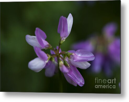 Purple Wildflower Metal Print featuring the photograph Early Riser by Dan Hefle
