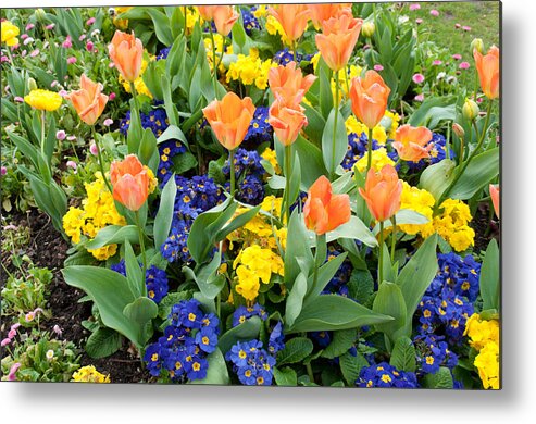 Primrose Metal Print featuring the photograph Early Spring by Geraldine Alexander