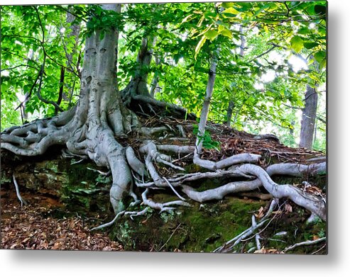 New Jersey Metal Print featuring the photograph Earth Tree and Roots by Louis Dallara