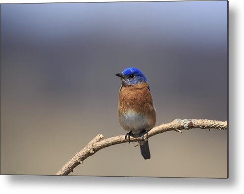 Gary Hall Metal Print featuring the photograph Eastern Bluebird 3 by Gary Hall