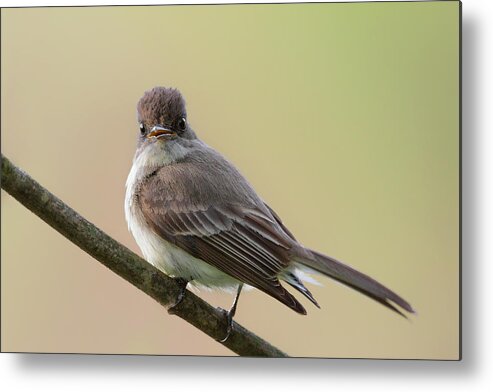 Eastern Phoebe Metal Print featuring the photograph Eastern Phoebe by Bill Wakeley