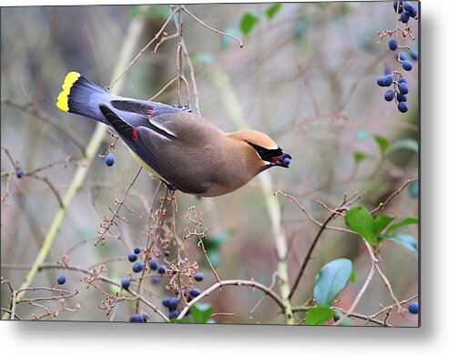 Cedar Waxwing Metal Print featuring the photograph Eating Berries by Katherine White