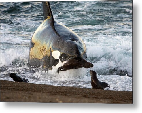 Killer Whale Metal Print featuring the photograph Eb 325 by Francois Gohier - Vwpics