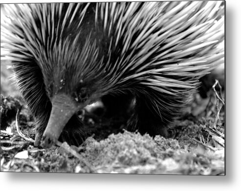 Echidna Metal Print featuring the photograph Echidna by Miroslava Jurcik