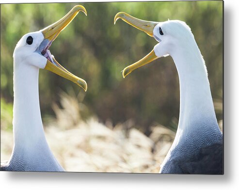 Albatross Metal Print featuring the photograph Ecuador, Galapagos Islands, Espanola by Ellen Goff