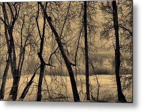 Tree Metal Print featuring the photograph Edge of Winter by Bob Orsillo