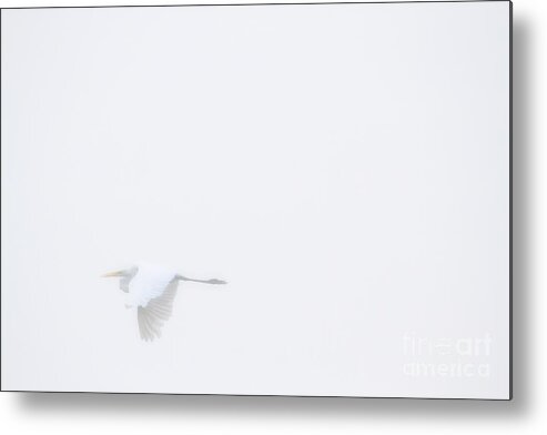 Egret Metal Print featuring the photograph Egret in flight in the fog by Heidi Farmer