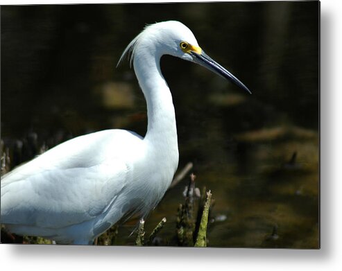 Egret Metal Print featuring the photograph Egret Of Sanibel 4 by David Weeks