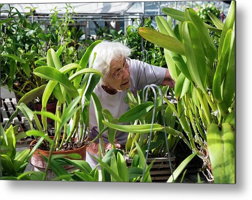 Community Metal Print featuring the photograph Elderly Woman Examining Plants by Jim West