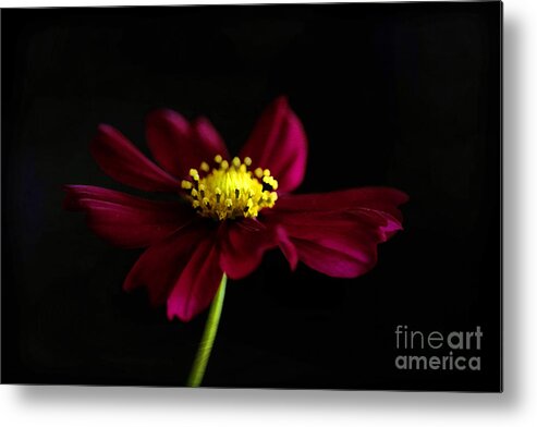 Painterly Metal Print featuring the photograph Elegance of a Cosmo by Darren Fisher